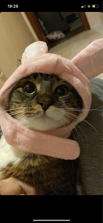 kedi şapkası