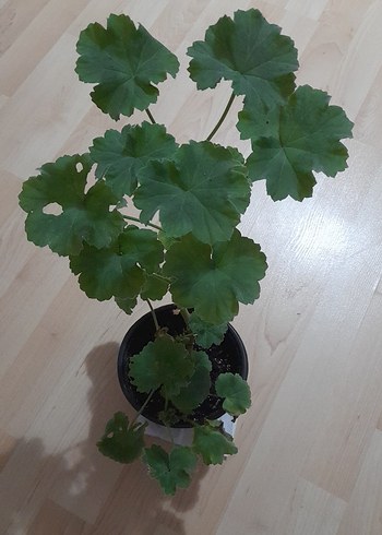 Beden Yeşil Yapraklı Saksı Bitkisi