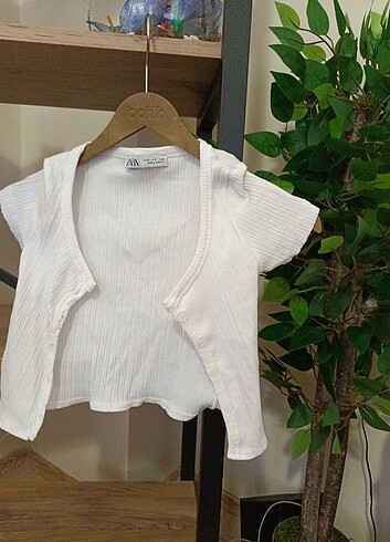 Zara Cropp