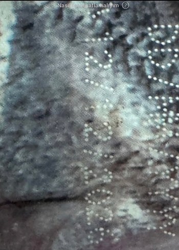 Orijen Six Fish Köpek Maması 11.4 kg - Görsel 2