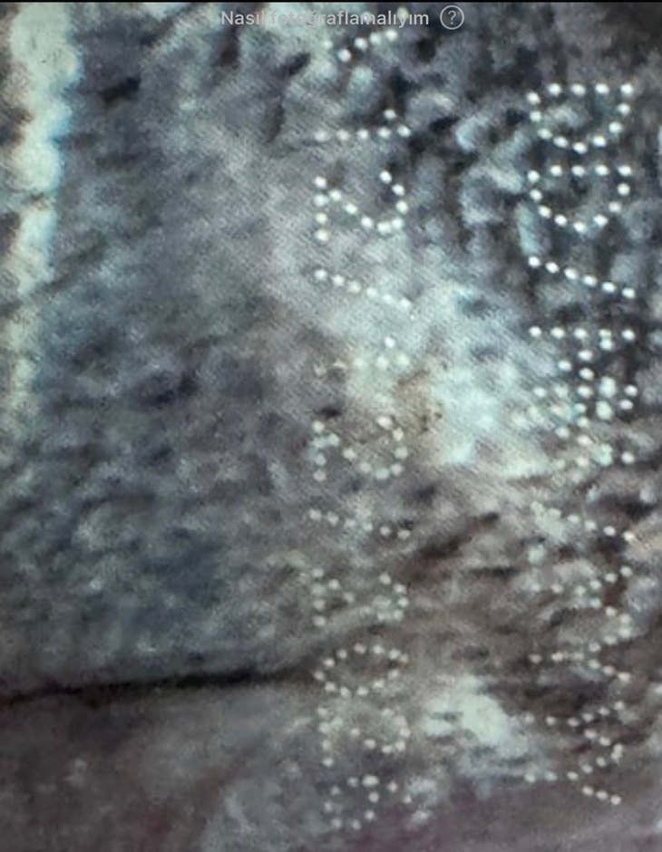 Orijen Six Fish Köpek  Maması 11.4 kg - Görsel 2