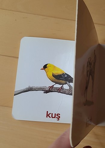 Hayvanlar - İlk Kelimelerim Eğitici Kitap Serisi 2 - Görsel 3