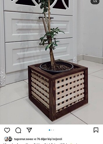 Haziran saksı 