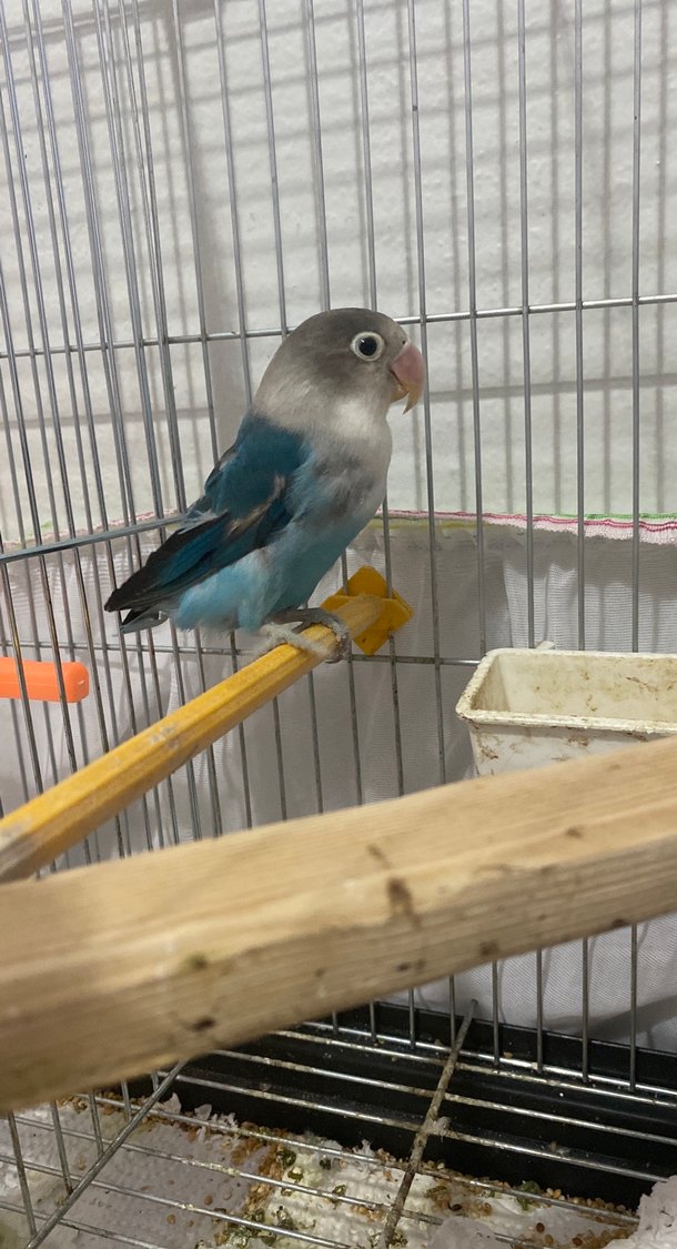 Gri ve Mavi cennet papağanı - Görsel 3