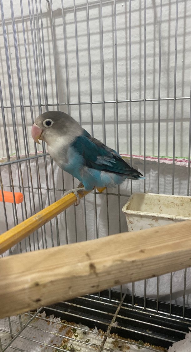 Gri ve Mavi cennet papağanı - Görsel 2