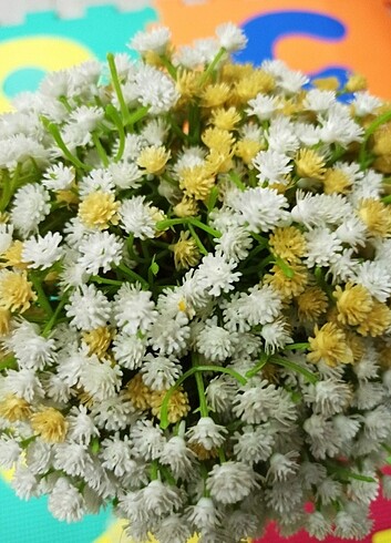 Gelin Çiçeği  - Görsel 5