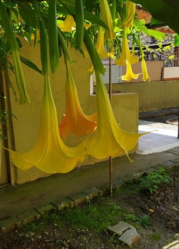 Brugmansia çiçeği 