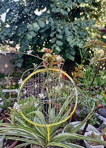 Kurdele çiçeği ???? - Görsel 2