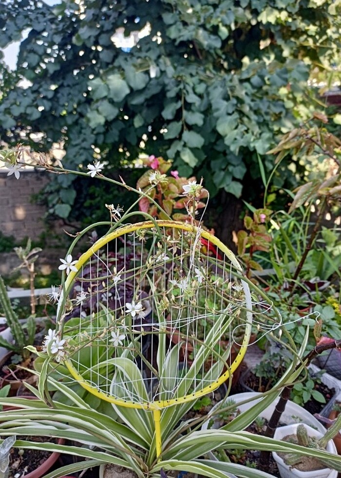 Kurdele çiçeği ???? - Görsel 2