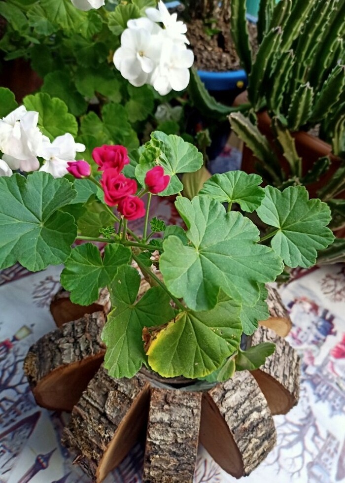 Gül sardunya çiçeği  - Görsel 2