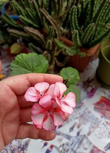 Sardunya çiçeği  - Görsel 6