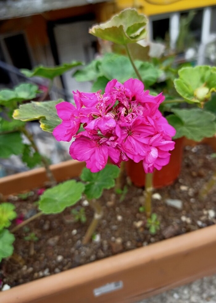 Sardunya çiçeği  - Görsel 2