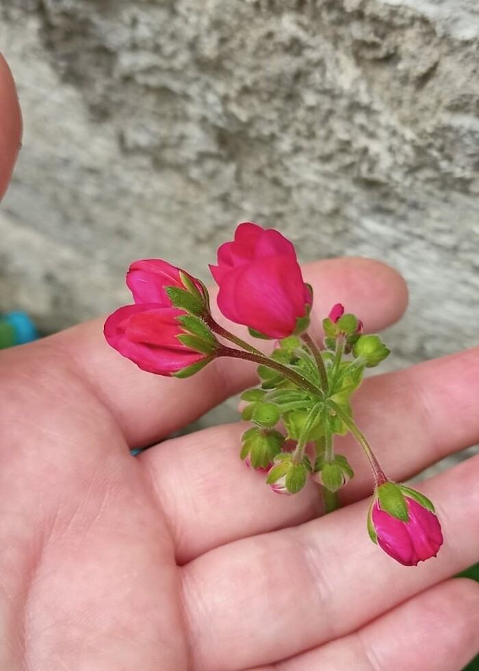 Sardunya çiçeği  - Görsel 3