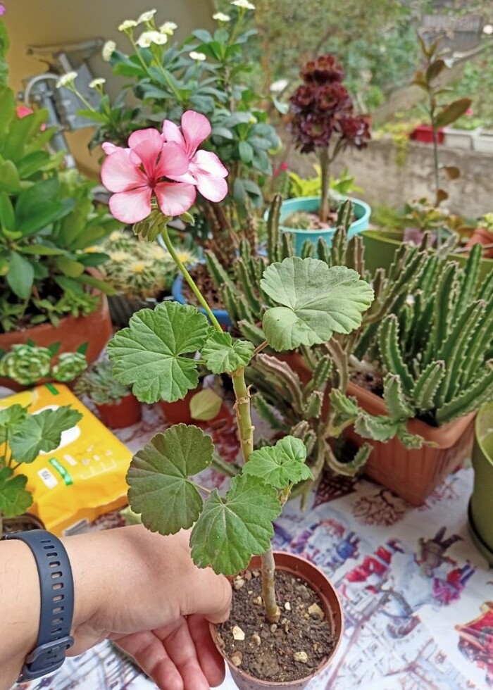 Sardunya çiçeği  - Görsel 5