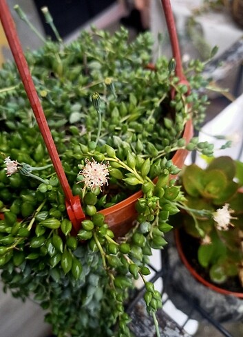 Tesbih çiçeği  - Görsel 5