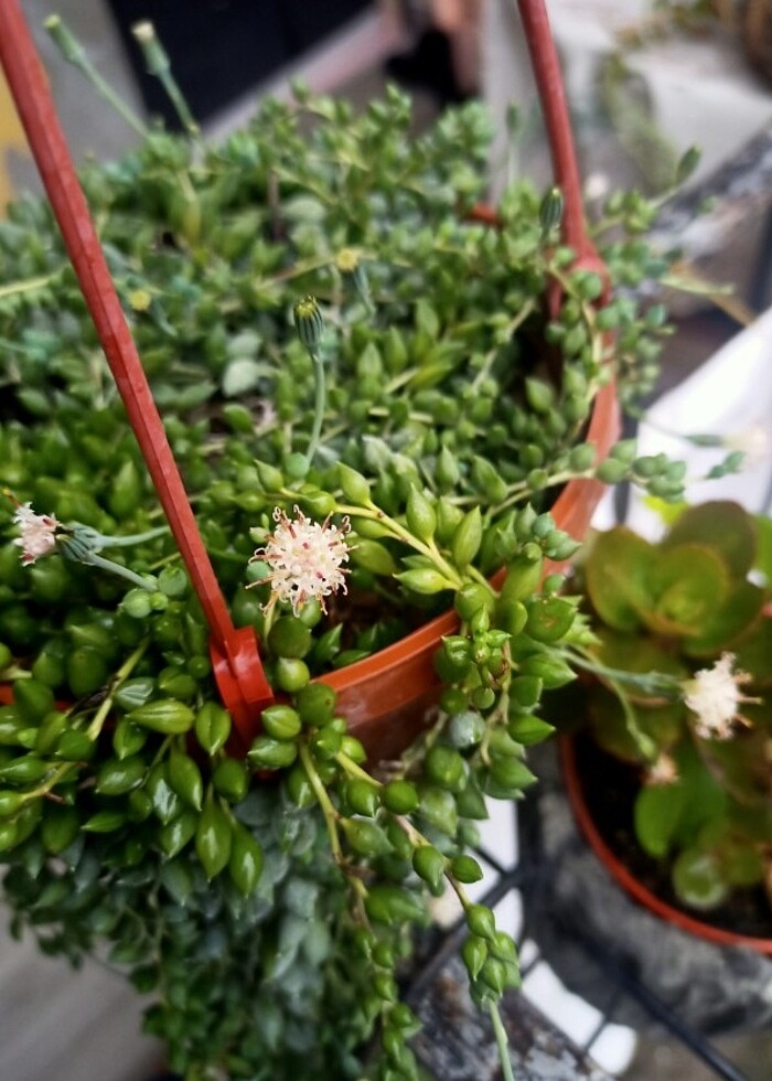 Tesbih çiçeği  - Görsel 5