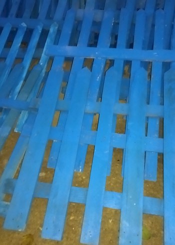 Parlak Mavi HİBİ BAHÇE  ÇİTLERİ - Görsel 5