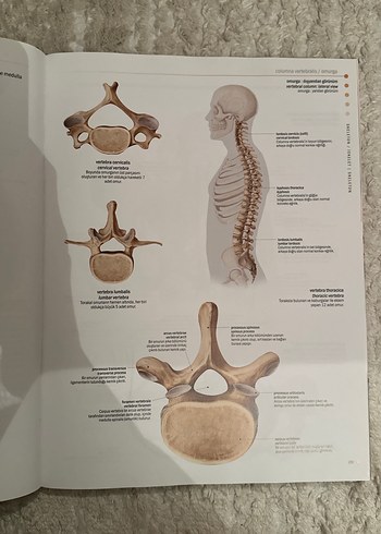 İnsan Anatomisi Atlası - Latince, Türkçe, İngilizce - Görsel 3