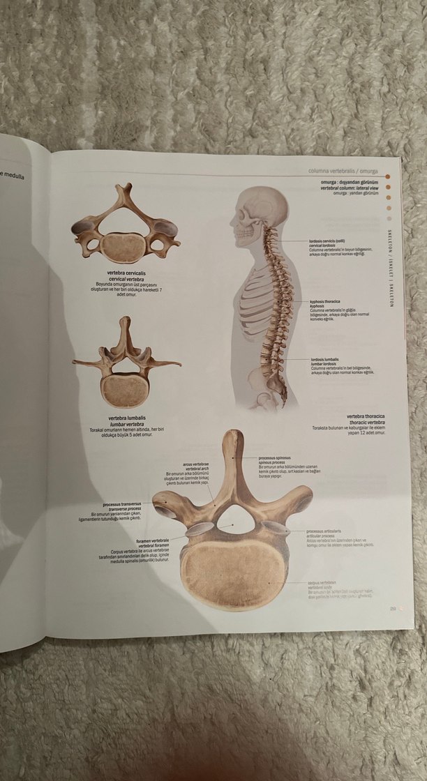 İnsan Anatomisi Atlası - Latince, Türkçe, İngilizce - Görsel 3