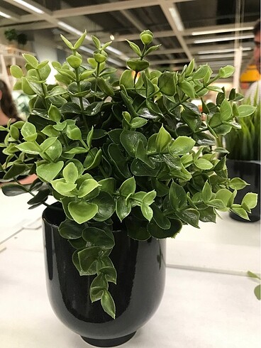 Ikea FEJKA yeşil 9 cm yapay bitki,keklikotu