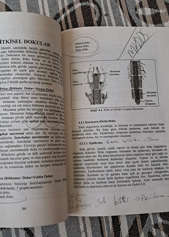 Genel Biyoloji Kitabı - 2. Baskı - Görsel 4