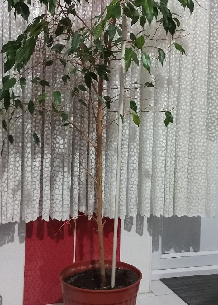 Saksı çiçeği Benjamin Kauçuğu - Görsel 2