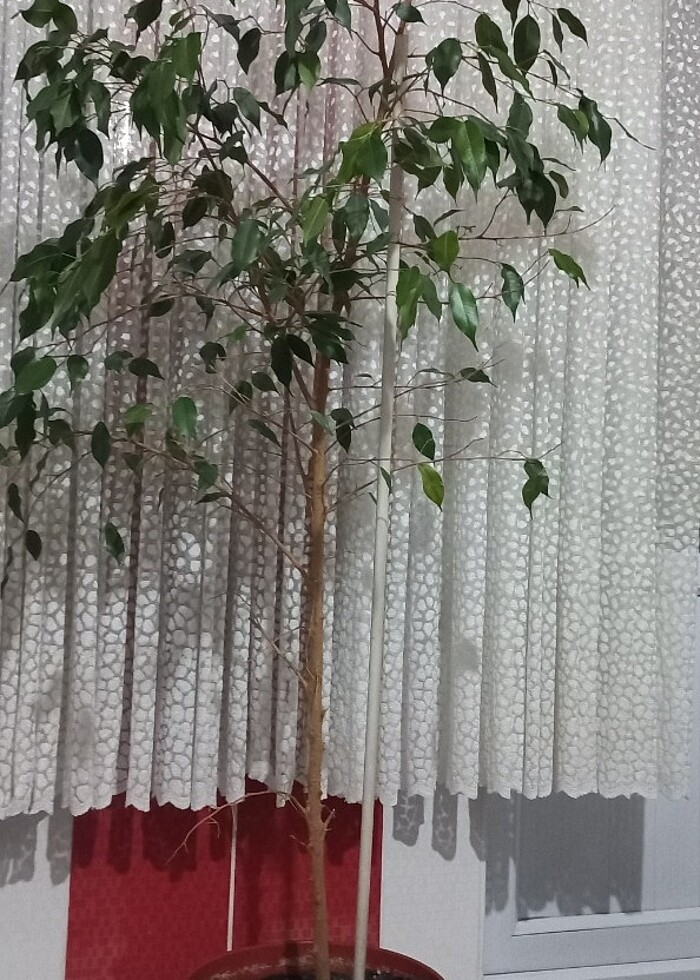 Saksı çiçeği Benjamin Kauçuğu - Görsel 3