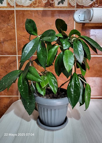 Mum çiçeği hoya