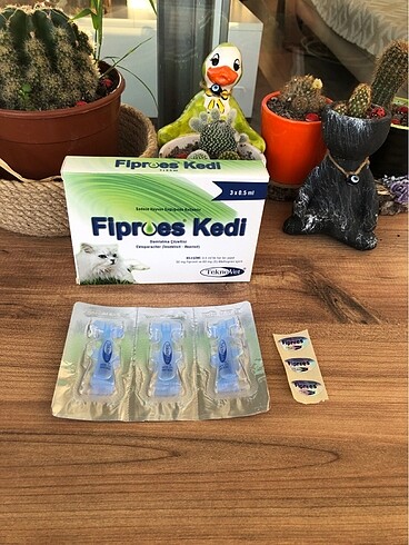 Kedi dış parazit
