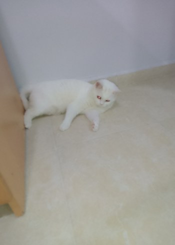 Beyaz Kedi Aksesuarı - Görsel 8