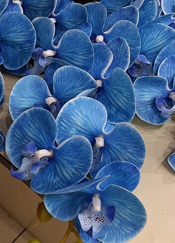 Diğer Mavi Islak orkide