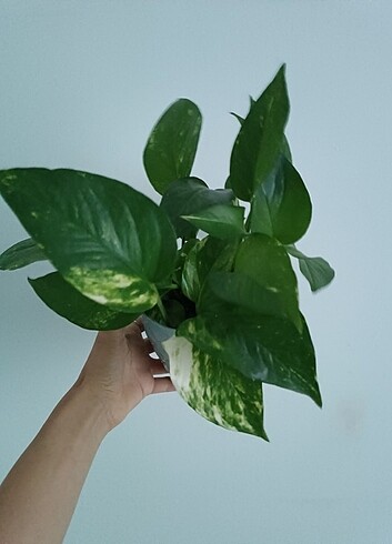 Pothos Sarmaşık Bol Köklü