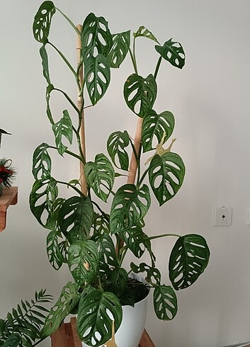 Monstera Monkeymask