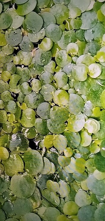 Amazon frogbit (limnobium laevigatum) 10 adet