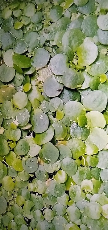  Amazon frogbit (limnobium laevigatum) 10 adet