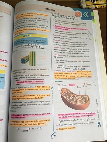 bilgi sarmal 9.sınıf biyoloji test kitabı - Görsel 9