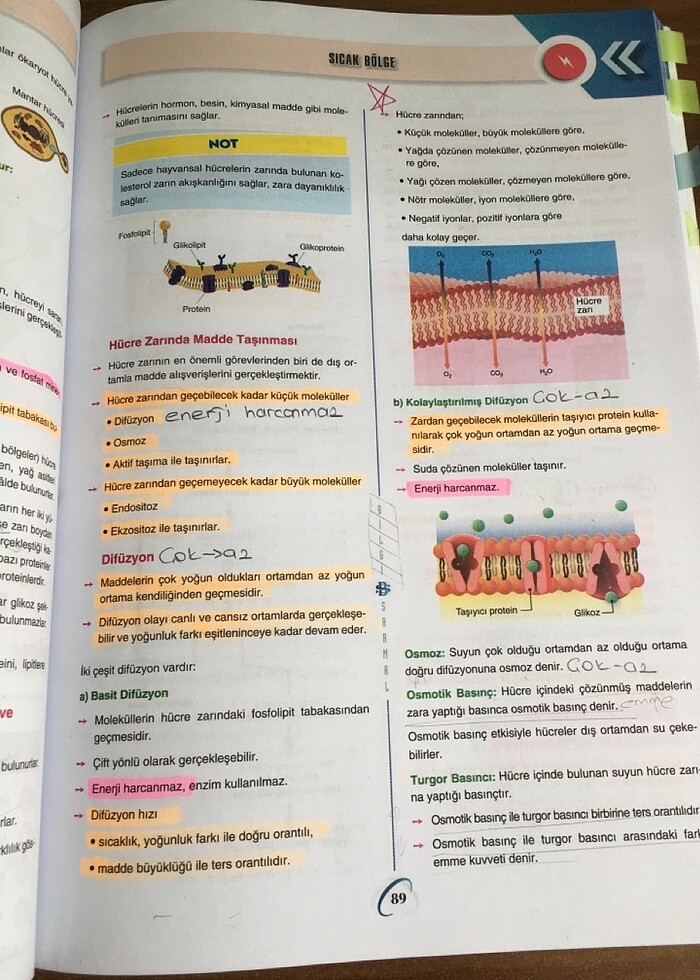 bilgi sarmal 9.sınıf biyoloji test kitabı - Görsel 4