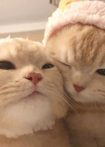 Kedi tete