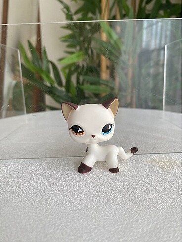 Kedi miniş