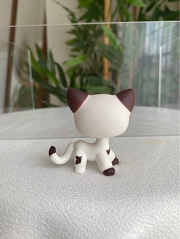  Kedi miniş