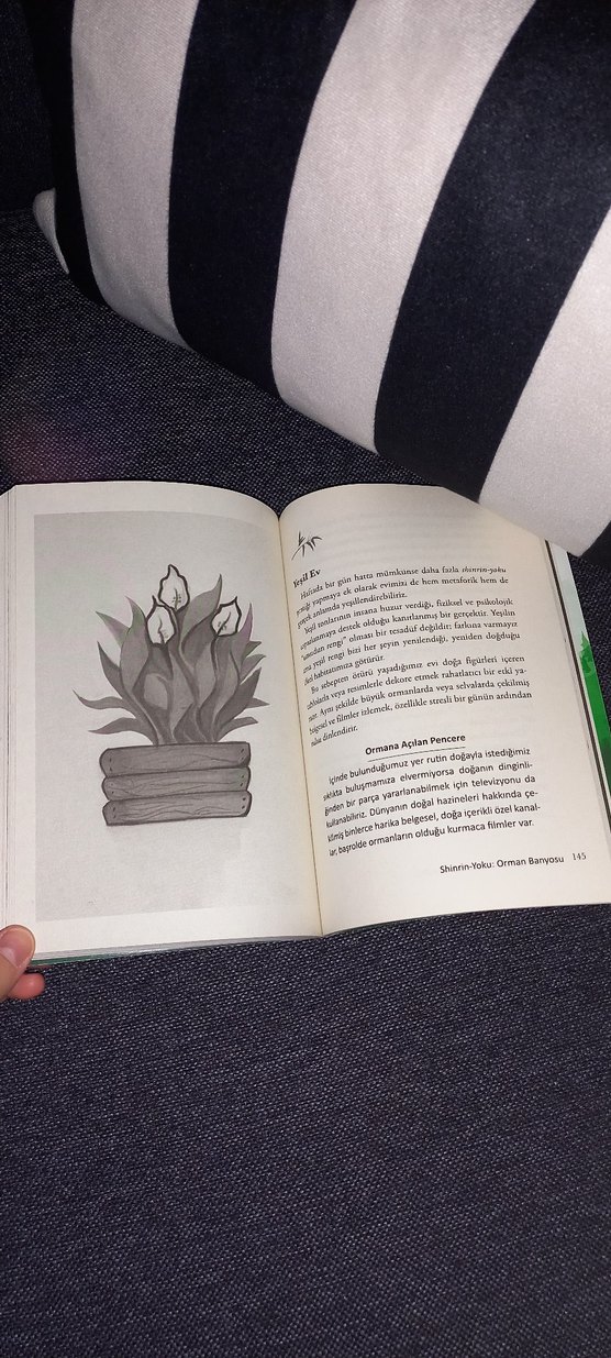 Shinrin-Yoku Orman Banyosu - Doğanın Şifası - Görsel 2