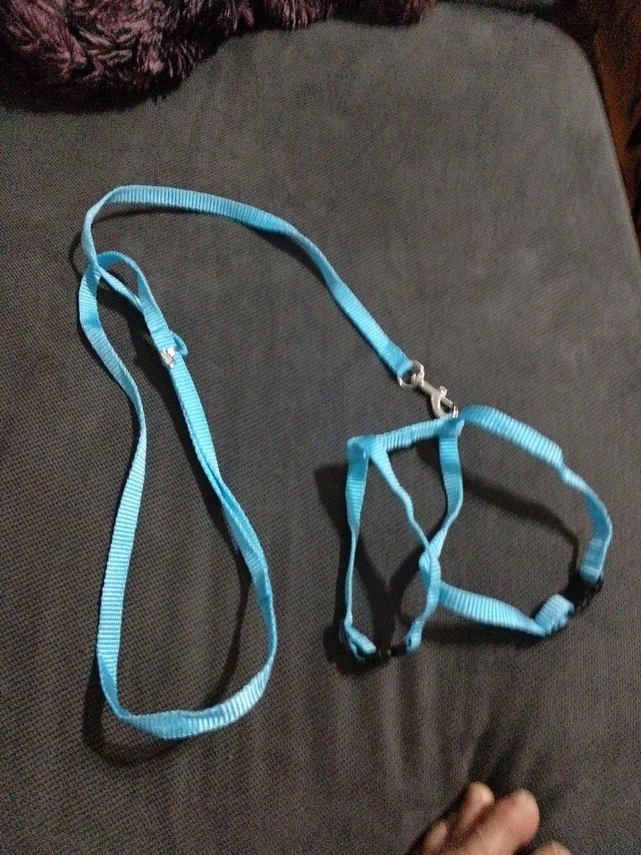 Mavi Renkli Kedi Tasması ve Gezdirme Kayışı - Görsel 3