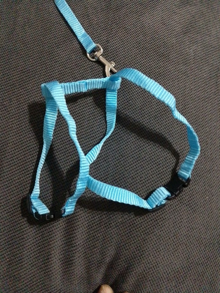 Mavi Renkli Kedi Tasması ve Gezdirme Kayışı - Görsel 2