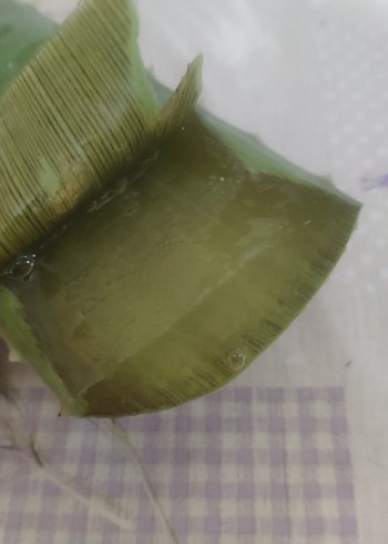 Koyu Yeşil Aloe Vera Bitkisi yaprağı - Görsel 2