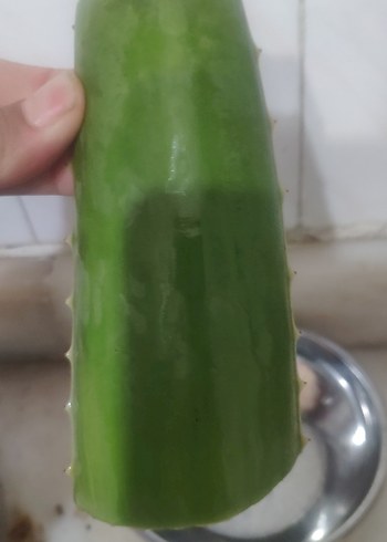 Koyu Yeşil Aloe Vera Bitkisi yaprağı - Görsel 5