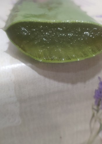 Koyu Yeşil Aloe Vera Bitkisi yaprağı - Görsel 3