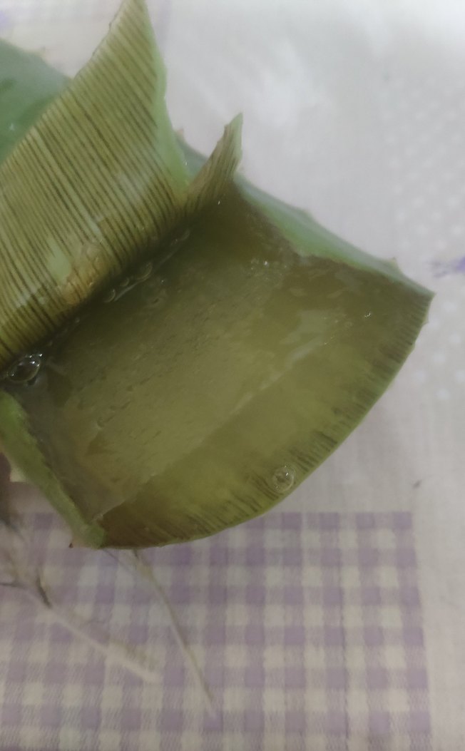 Koyu Yeşil Aloe Vera Bitkisi yaprağı - Görsel 2