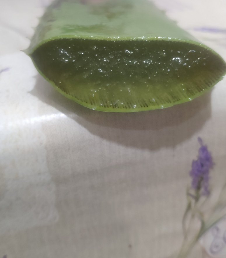 Koyu Yeşil Aloe Vera Bitkisi yaprağı - Görsel 3