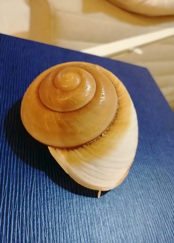 Beden Deniz kabuğu