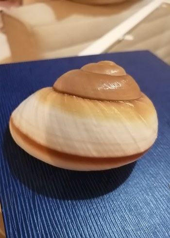 Beden camel Renk Deniz kabuğu